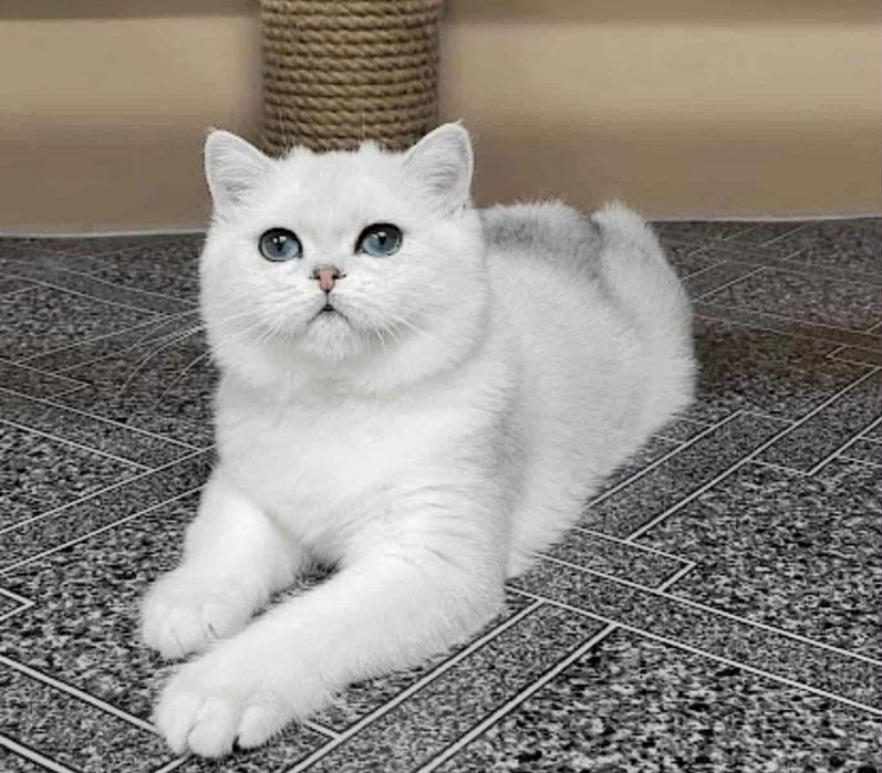 Британская девочка