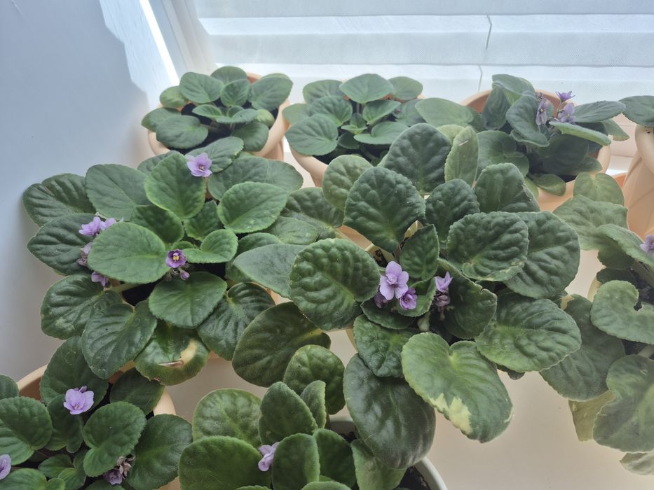 Продам  цветы фиалки