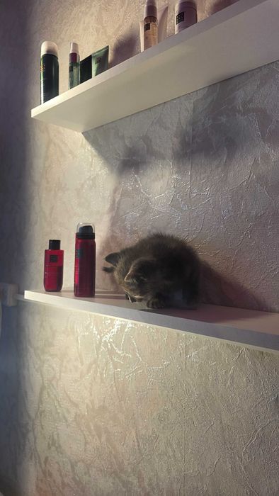 Отдам котенка в добрые и любящие руки.