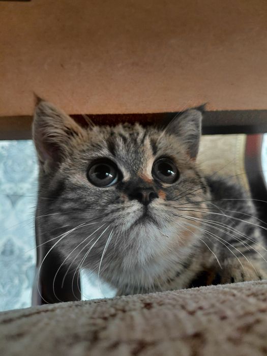 Scottish fold 1 yoshga tolmagan