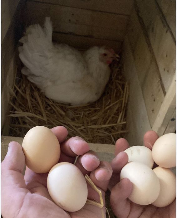 домашние яица / уй тухумлари