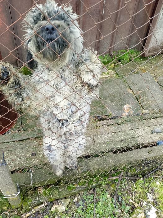 Продавам лагото на 8 месеца