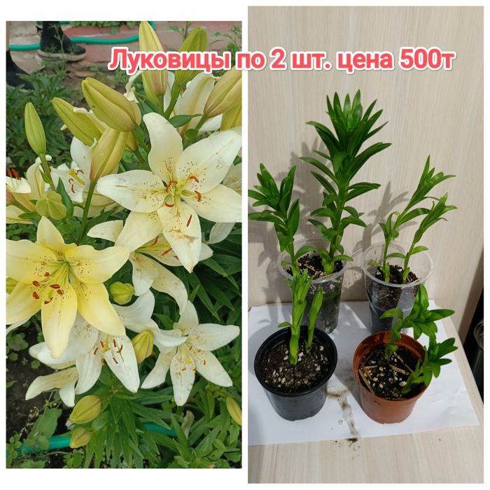Многолетние цветы Кжби