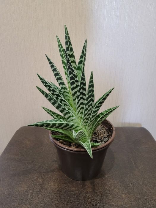 Продам комнатные цветы