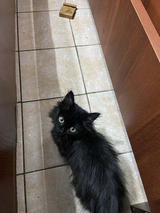Котенок черный бесплатно