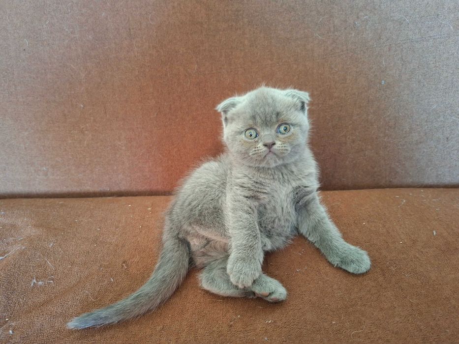 Шотландски клепоухи котета