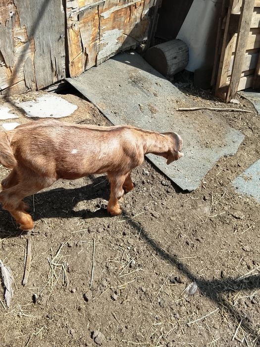 Продам козликов на племя