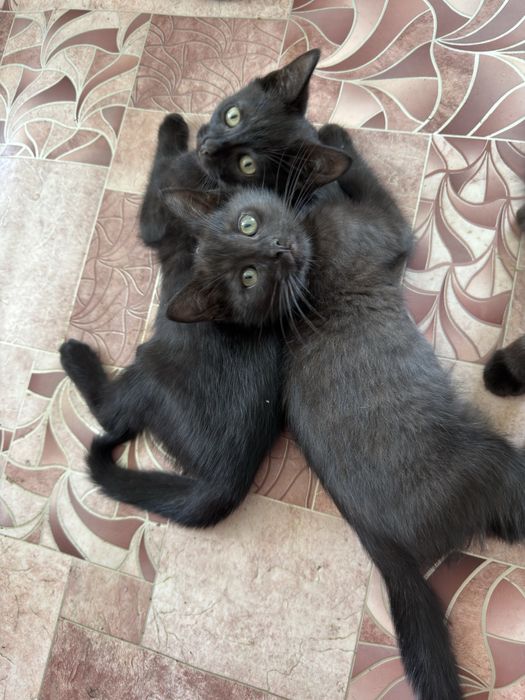 Котята бесплатно