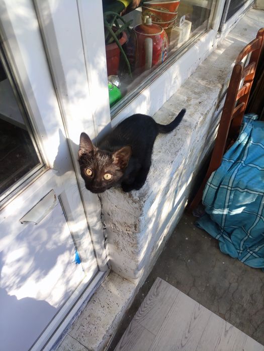 Отдам трехмесячного котенка в добрые руки