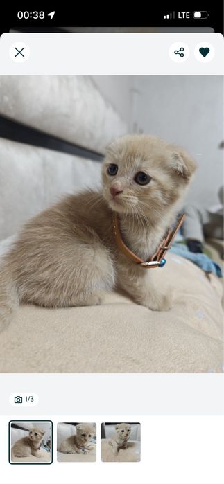 Parodasi Fold o’g’il bola