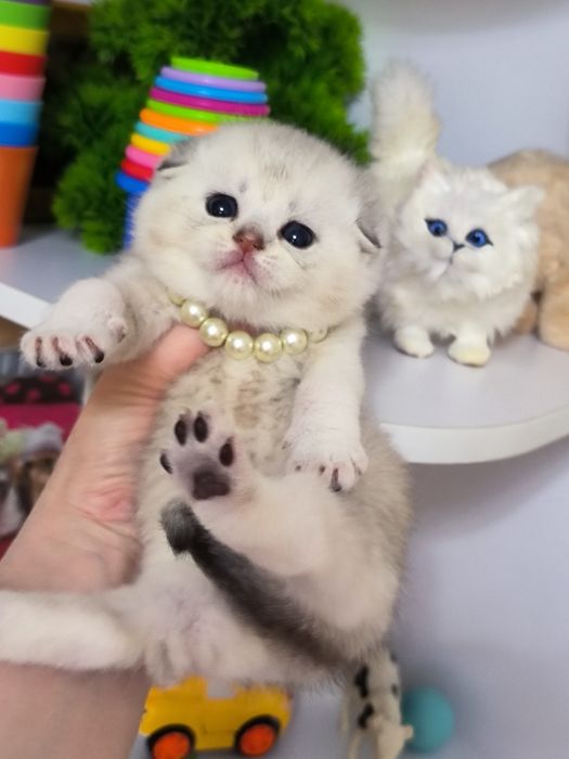 Котята от правильной вязки