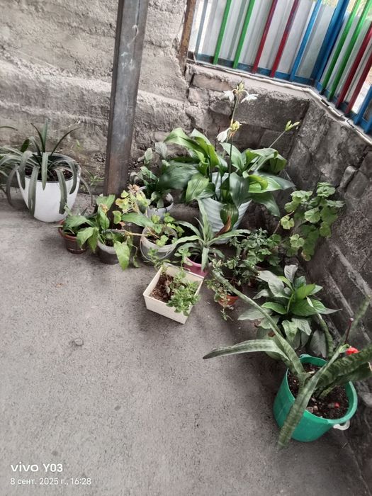 Комнатные цветы разные