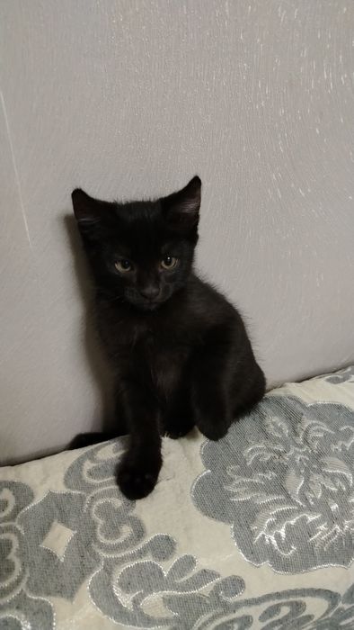 Мальчик 2,5 месяца
