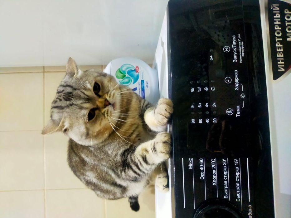 Вязка кота скотишш-страйт 9000