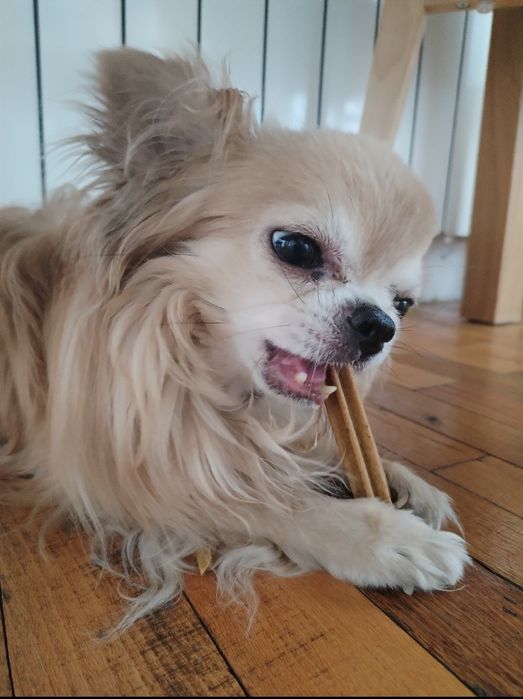 Грижа за домашни любимци