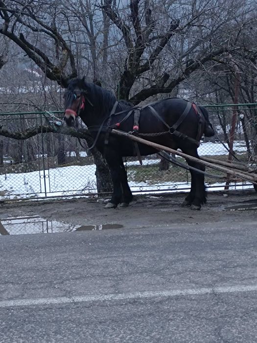 De vânzare noatin de doi ani jumătate
