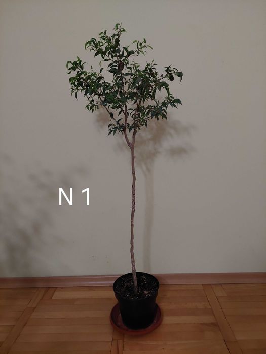 Продавам фикуси бенджамин 25-65 лв.