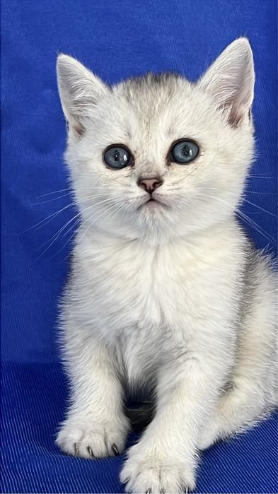 Британские короткошерстные серебристые  шиншиллы