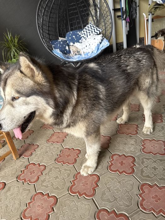 Маламут для вязки