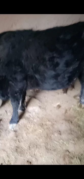 Бұзаулы Сиыр сатылады.