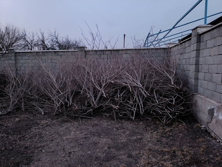 Дрова, отын, тал кесінділері