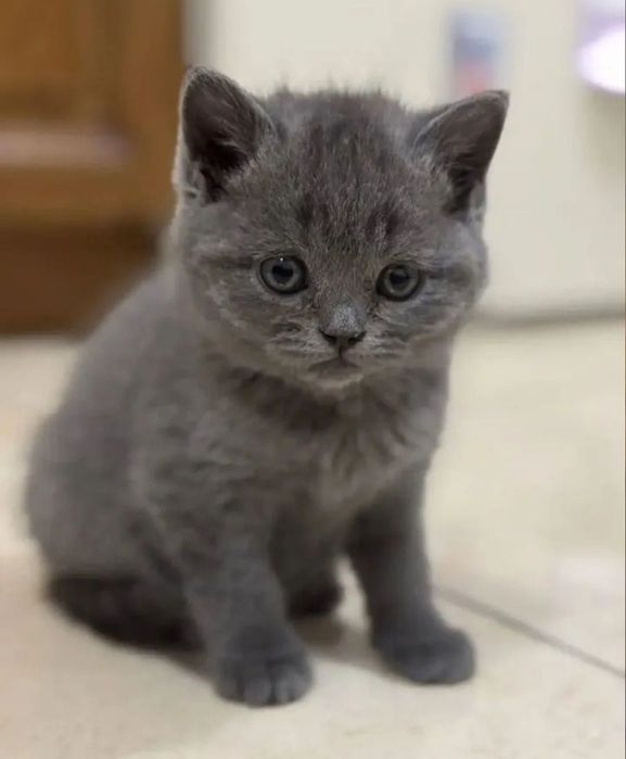 Самые милые малыши 1.5 мес