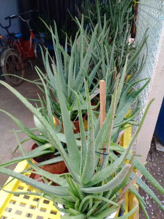 Алоэ вера.больше трёх лет