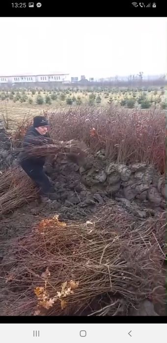 puieți  salcâm la preț bun.