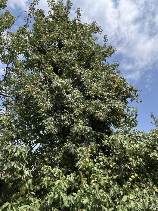 Участка в Чимгане для ИЖС.