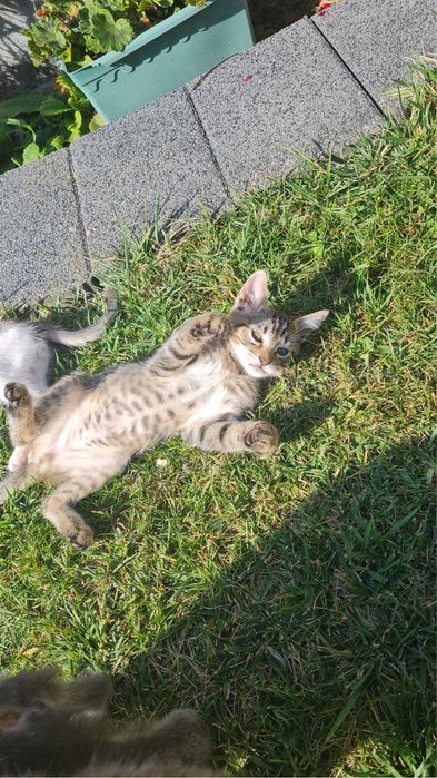 Pui de pisica spre adoptie