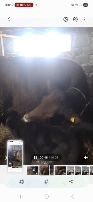 Дойные, молочные коровы