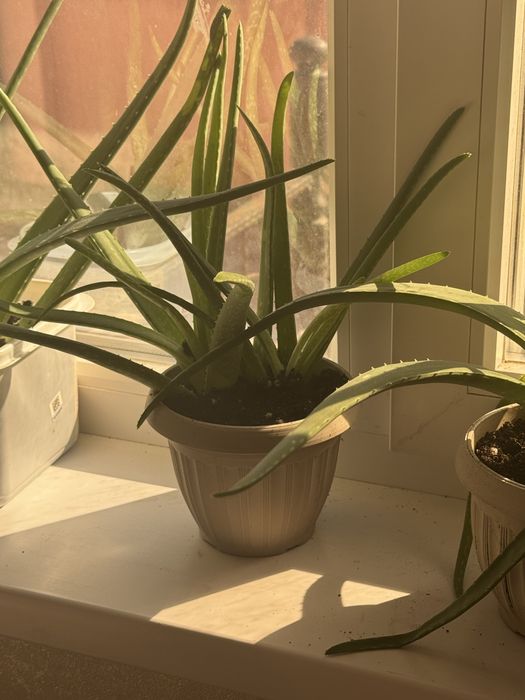 Алоэ трехлетняя по 5 тыс