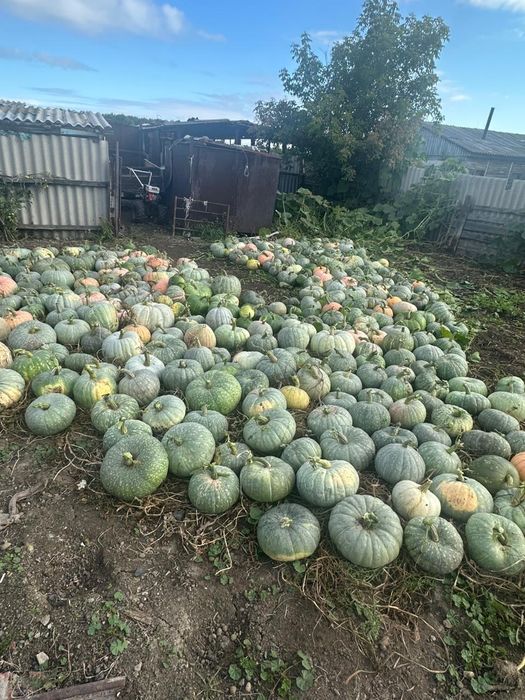 Продам тыкву, 1 тонна