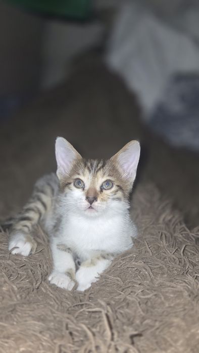 Отдаем котят в добрые руки