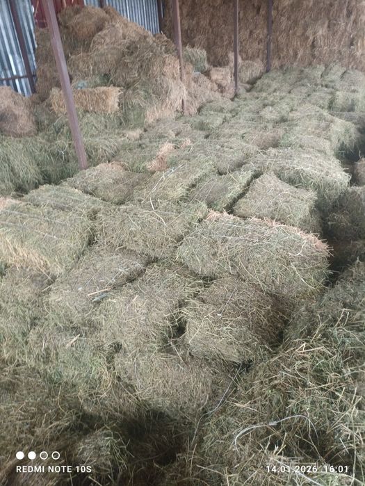 Сено люцерна 2000