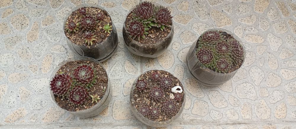 Дебелец  - Семпервивум / Кактус Мамилария