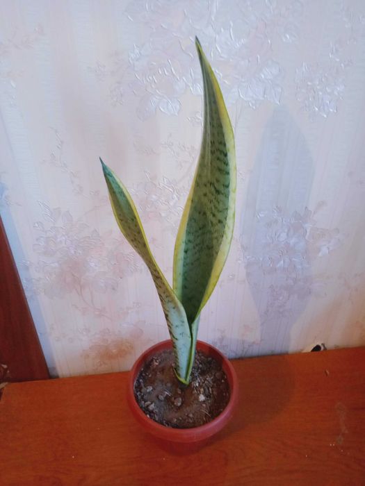 Сансивьера  цена 3500 тенге