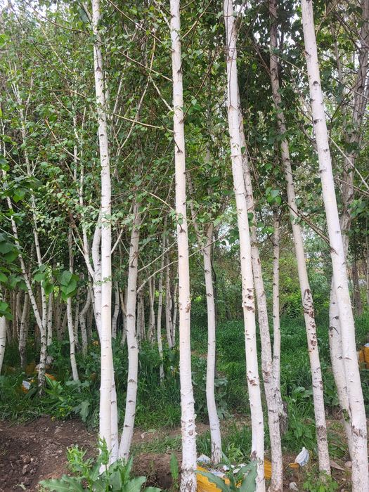 Берёза и разные декоративные растении