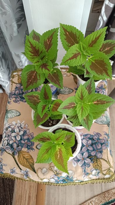 Срочно Недорого продам комнатные  цветы