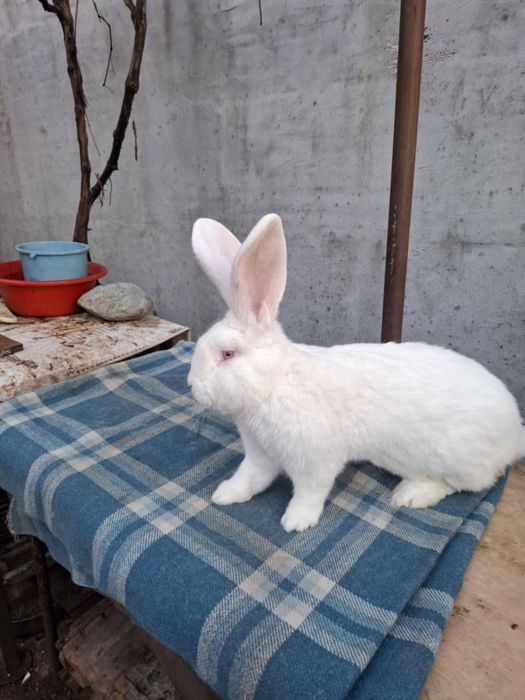 3 masculi de Urias German