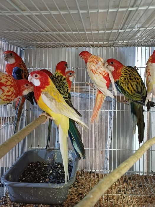 Vând perusi pui,maturi cântatori nimfe kakariki rosella  turturele .