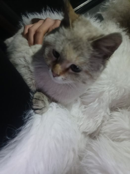 Тегын алып кетсениздер болды