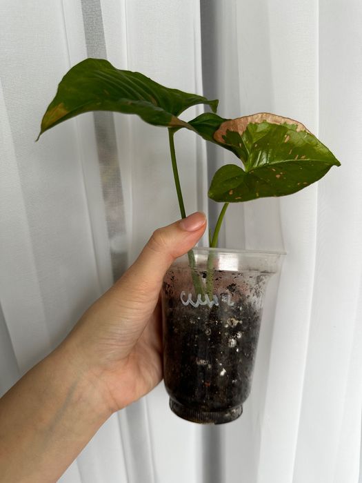 Сингониум Пинк сплэш и Рафидофора