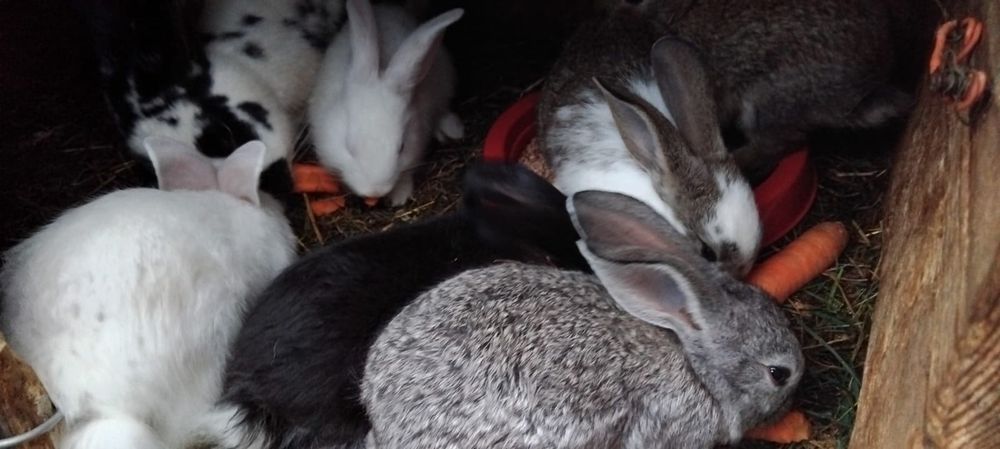 Vând iepurasi diferite rase