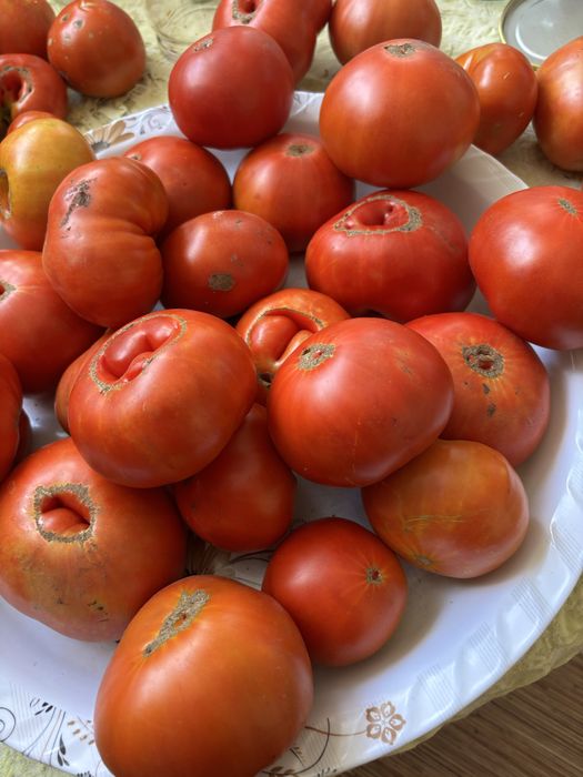 Продам помидоры