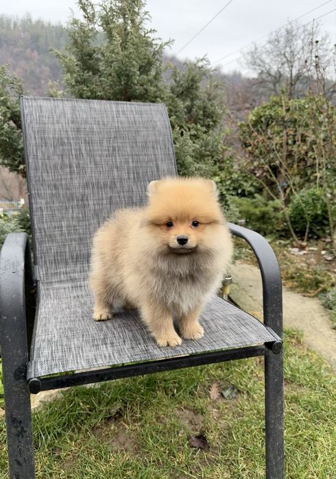 Померан момче със втора ваксина