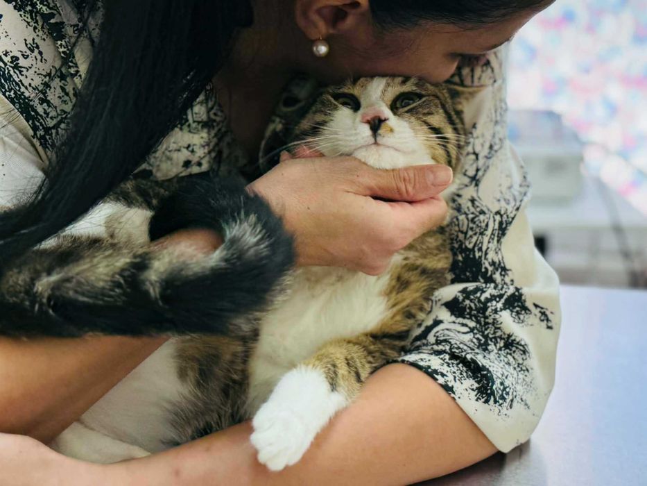 Коте Рио търси своя дом