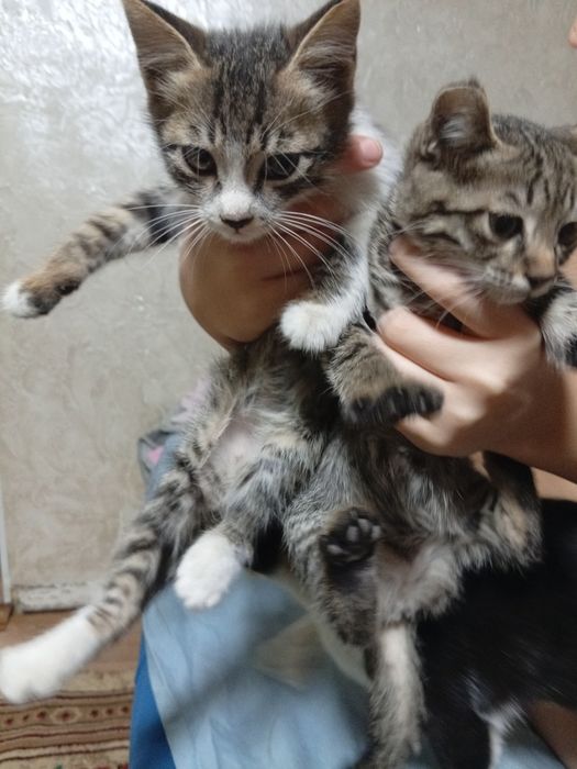 Котята в добрые руки
