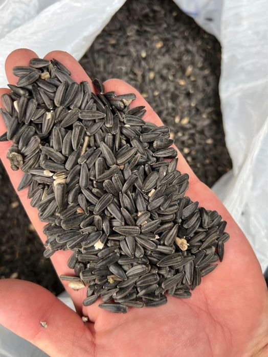 Бидай, арпа және сұлы көтерме сату