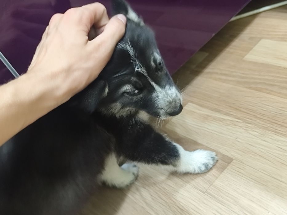 отдам щенка в добрые руки